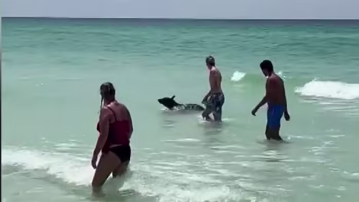 Featured image for Bears Make Surprising Appearances at Florida Beaches and Illinois Homes