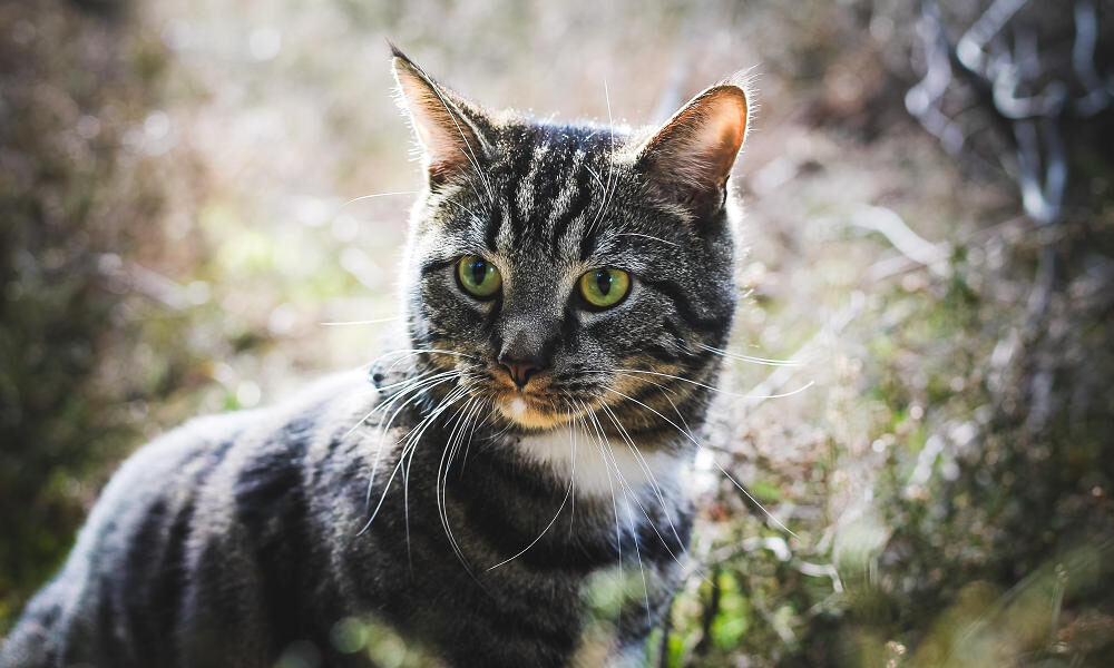 Featured image for Wyoming cat contracts bird flu