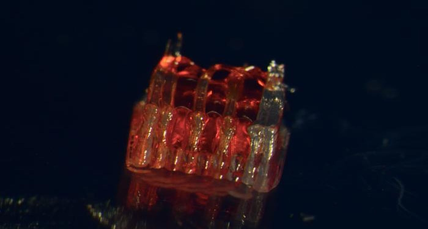 Featured image for Revolutionary 3D-Printed Scaffolds Enable Spinal Cord Regeneration in Rats