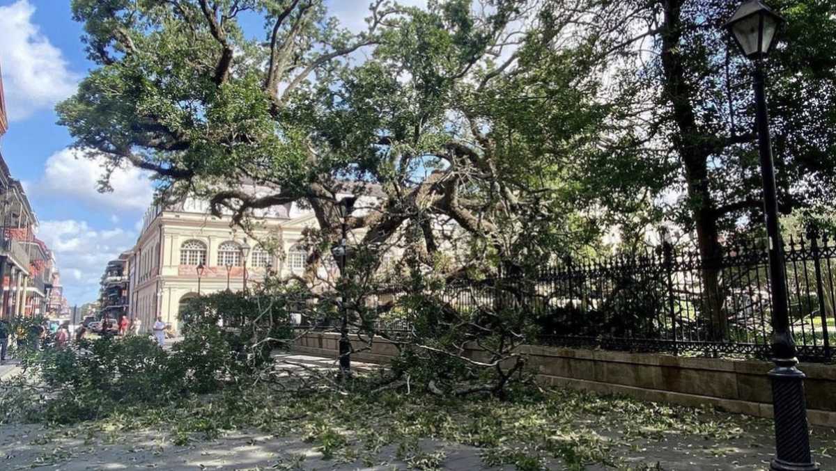 Featured image for Tree Tragedy Strikes Jackson Square: Teen Injured and Car Crushed