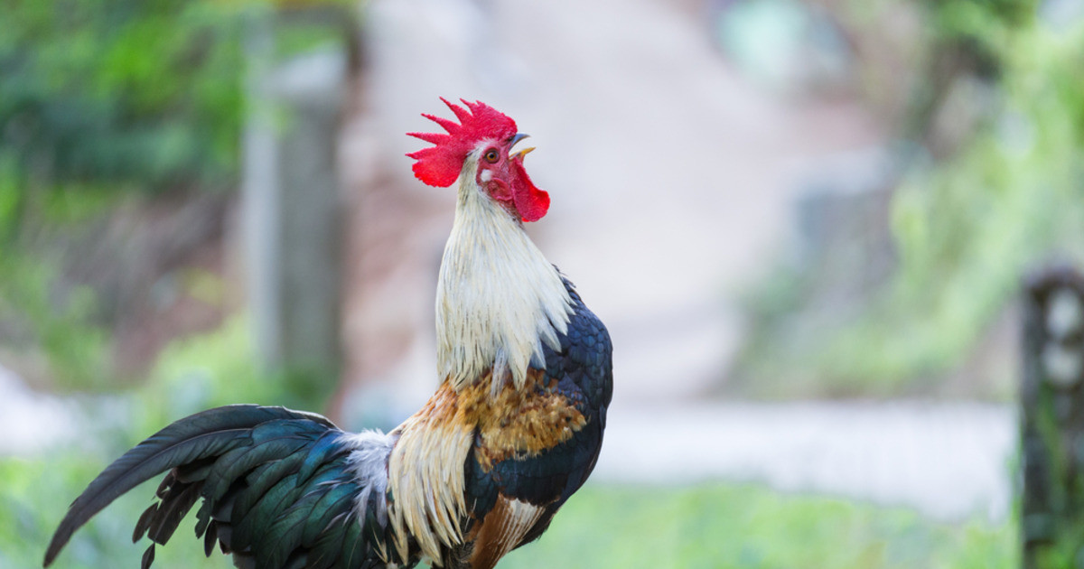 Featured image for Rooster's Loud Alarm Wakes Teen, Sparks Laughter