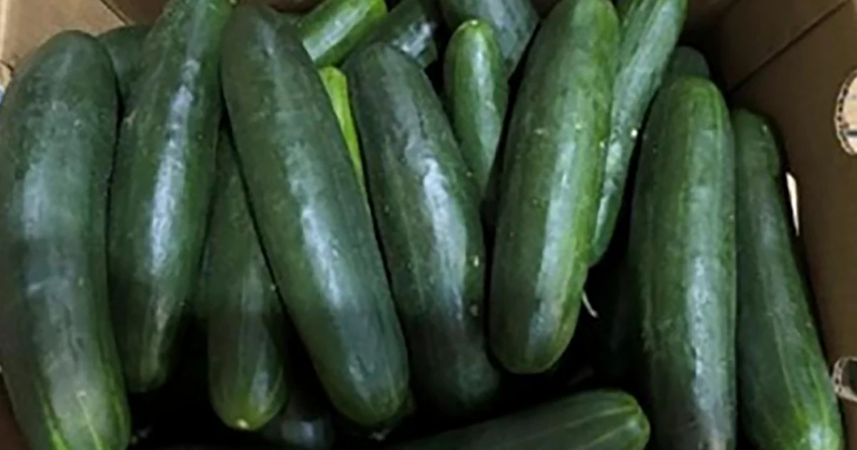 Featured image for Salmonella Outbreak from Recalled Cucumbers Spreads to 18 States, Sickening 45