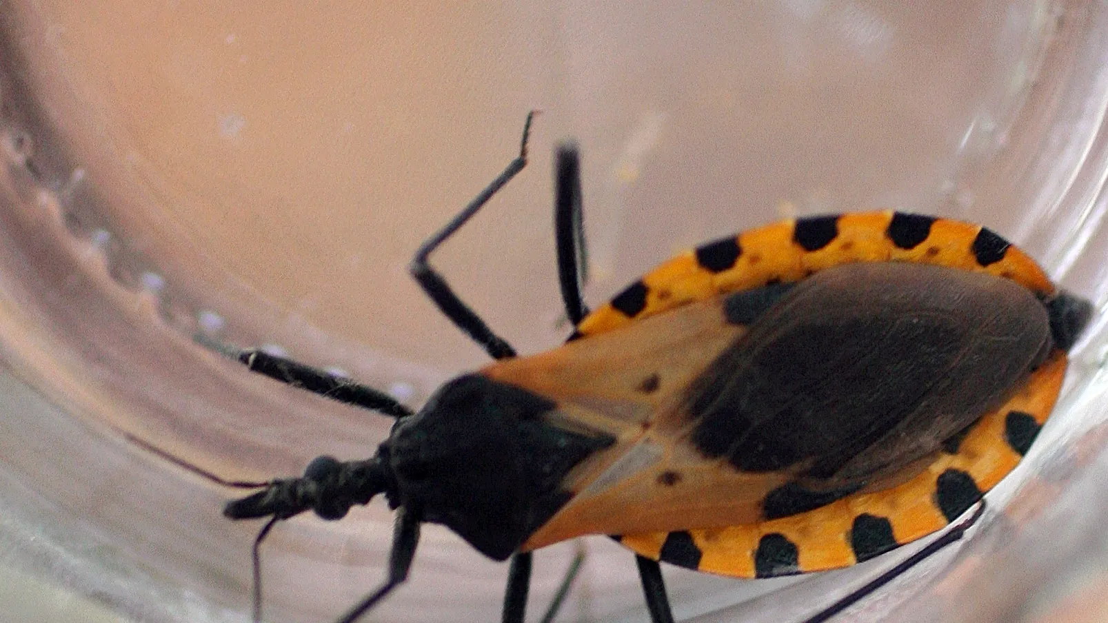 Featured image for Chagas Disease Now Endemic in the U.S., Including Illinois