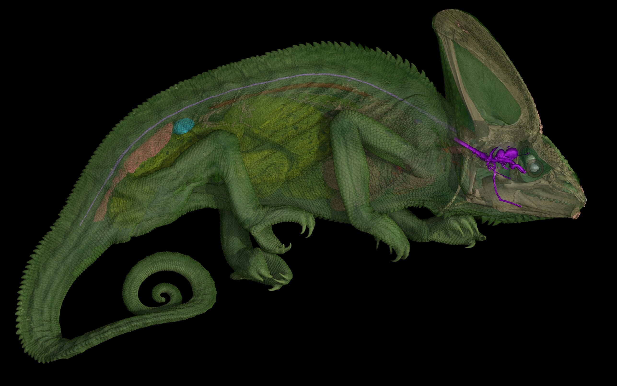 Featured image for Revealing the Coiled Optic Nerves of Chameleons