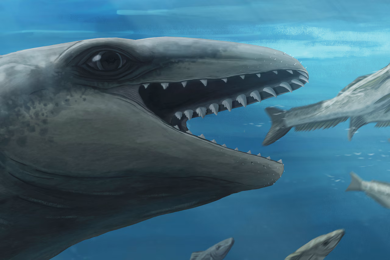 Featured image for Ancient 'Pokémon-like' whale with predator features discovered in Victoria
