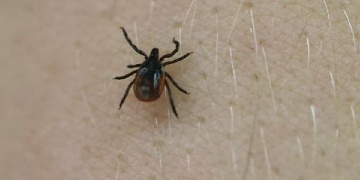 Featured image for Tick-borne diseases on the rise in Midwest states.