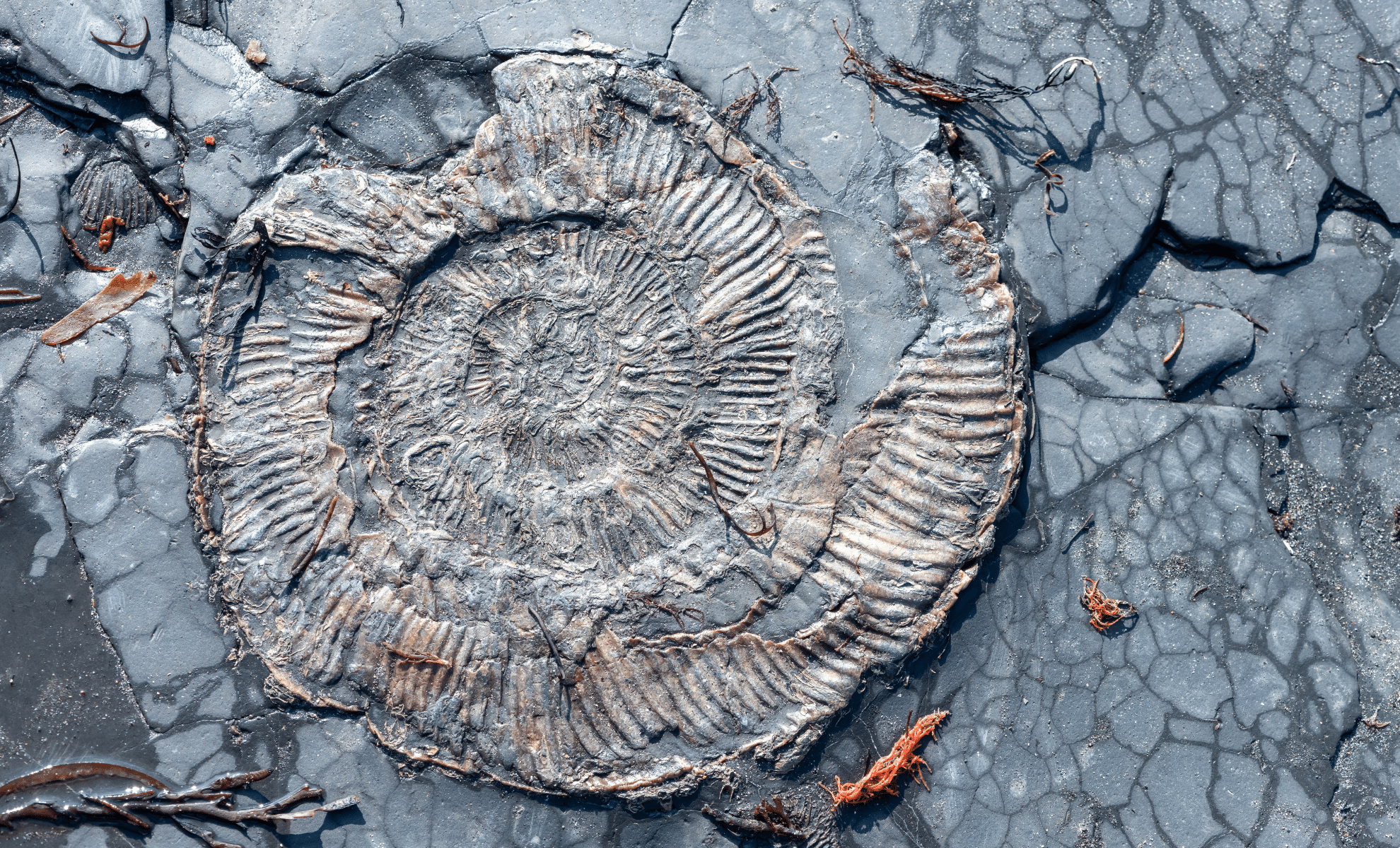 Featured image for Ammonites Survived the Dinosaur Extinction but Fell Soon After