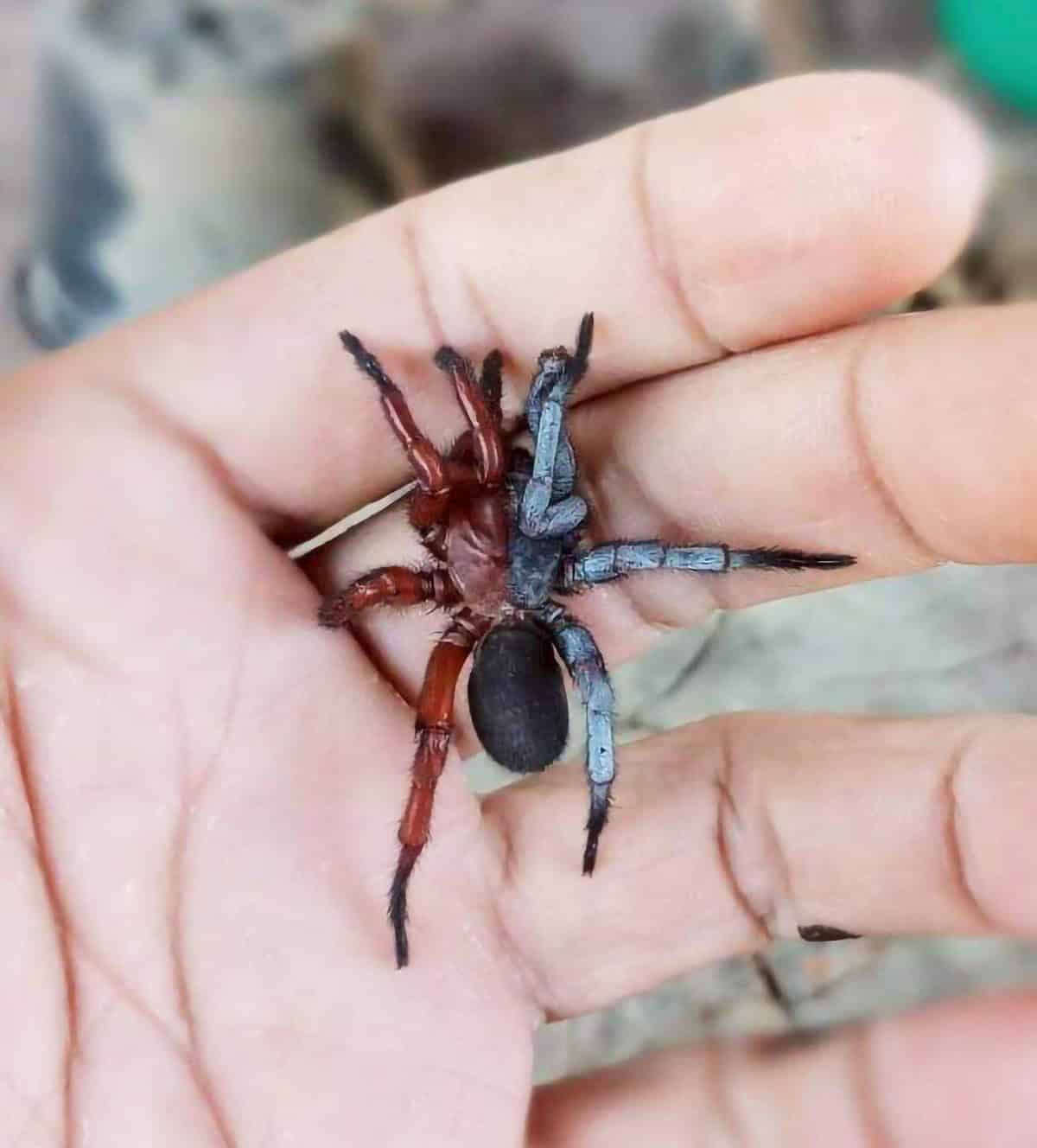 Featured image for Scientists Discover a Unique Half-Male, Half-Female Spider in Thailand