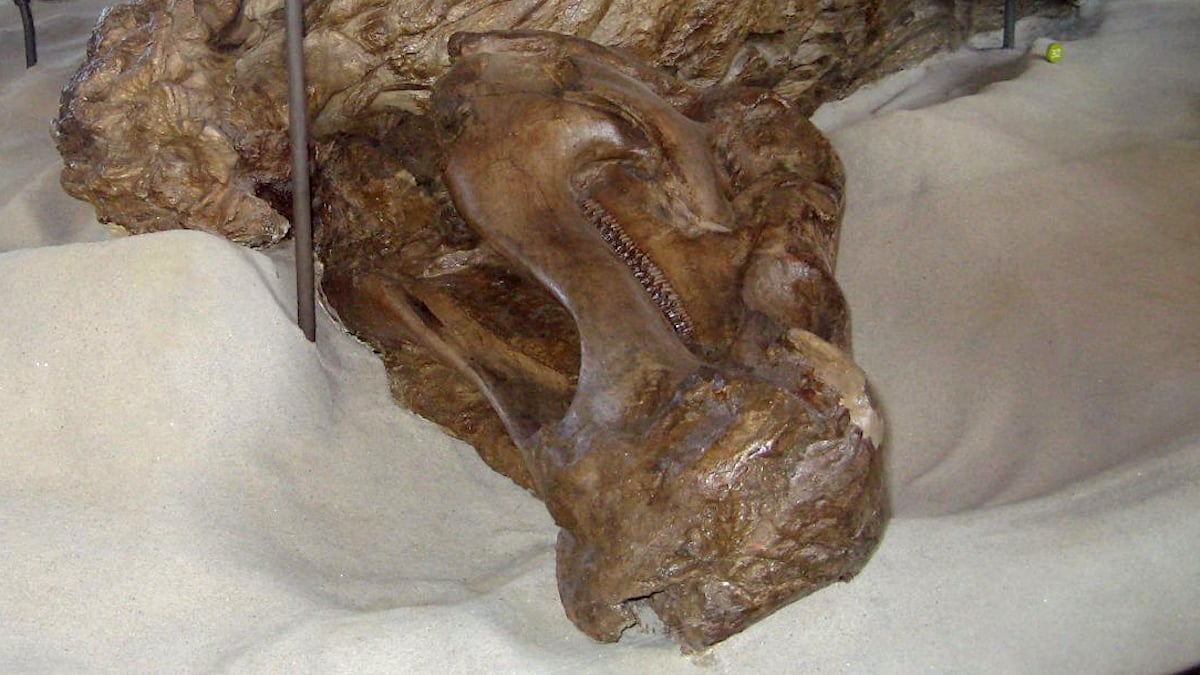 Featured image for Dinosaur Mummies Unveil First Reptile Hooves and Fossil Mysteries