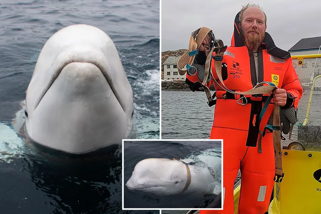 Featured image for Norway warns against approaching Russian 'spy' whale for safety reasons.