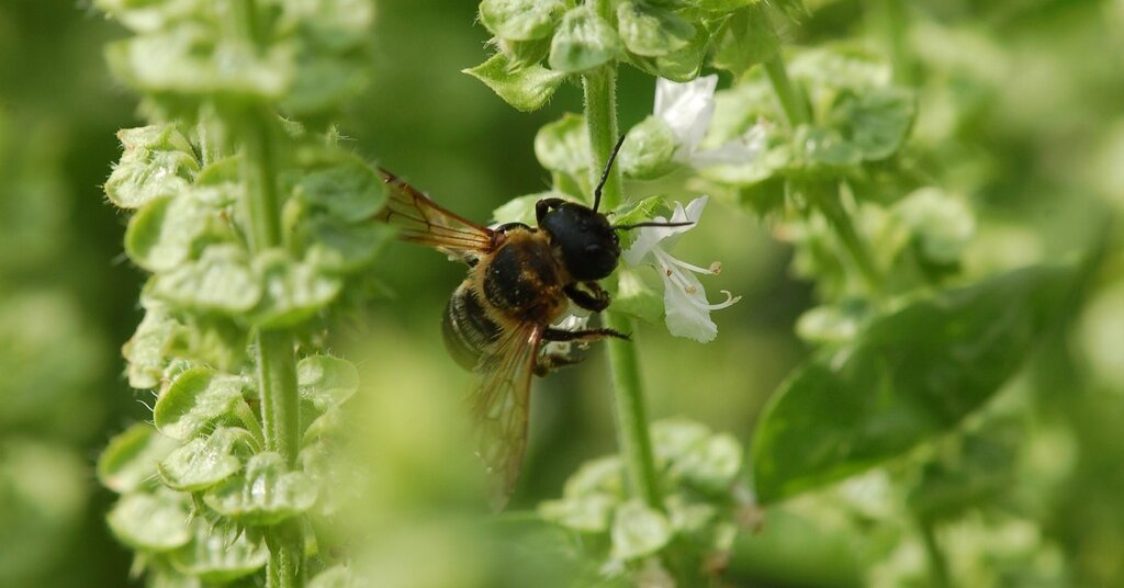 Featured image for NYT Spelling Bee Answers and Tips for Early November 2025