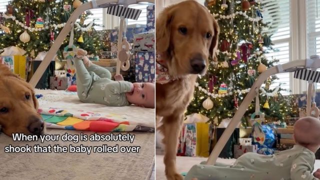 Featured image for Golden Retriever Surprised by Baby's Unexpected Action