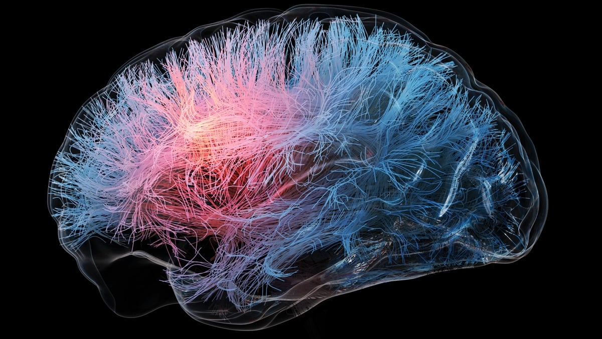 Featured image for Scientists Find Two Drugs That Could Enhance Brain Health