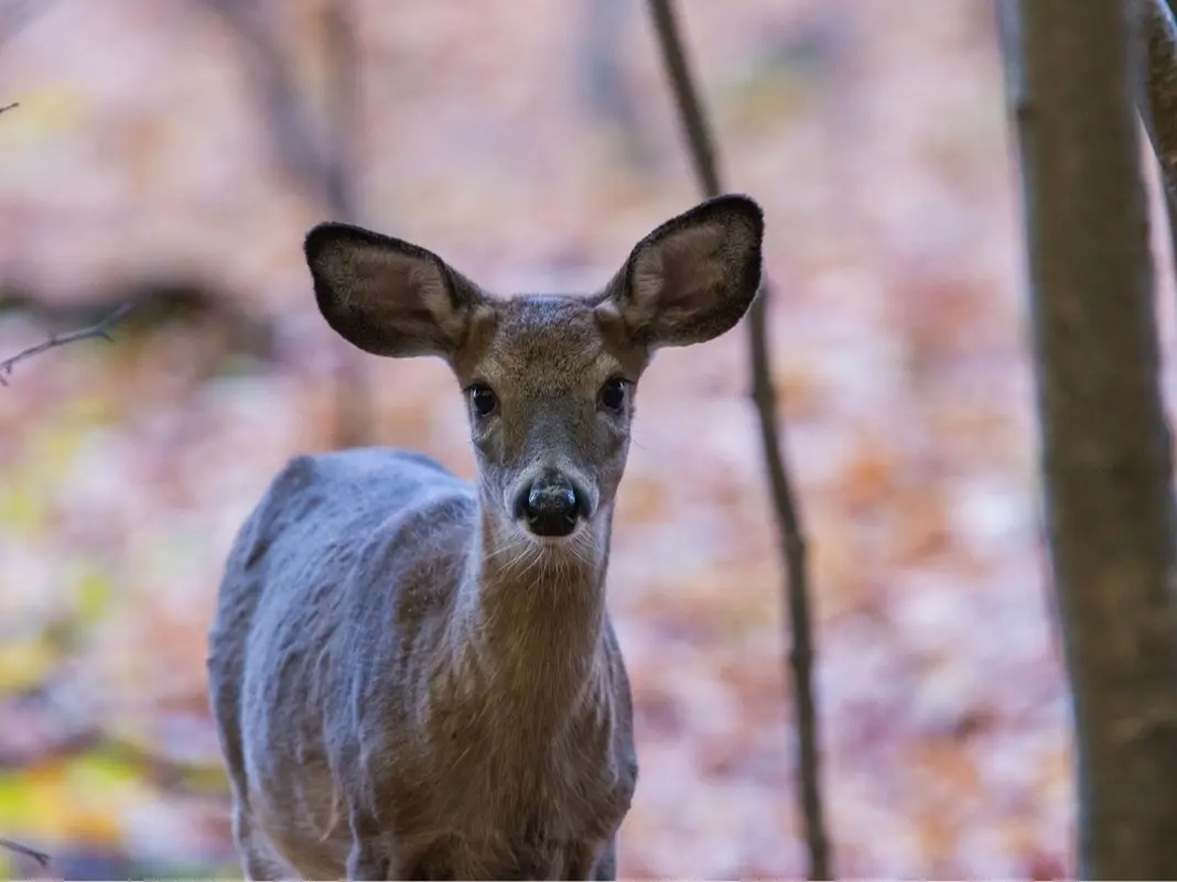 Featured image for Rabid Deer Detected in Waterford, Animal Control Reports