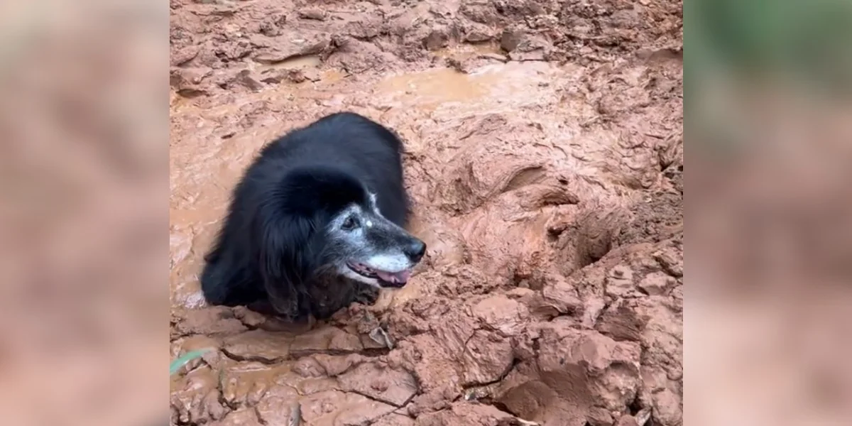 Featured image for Hero Rescues Elderly Dog Trapped in Mud