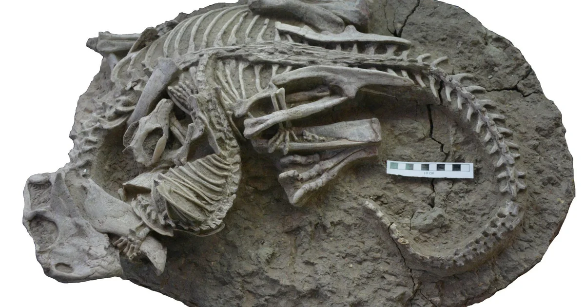 Featured image for Ancient Fossil Reveals Mammal-Dinosaur Battle