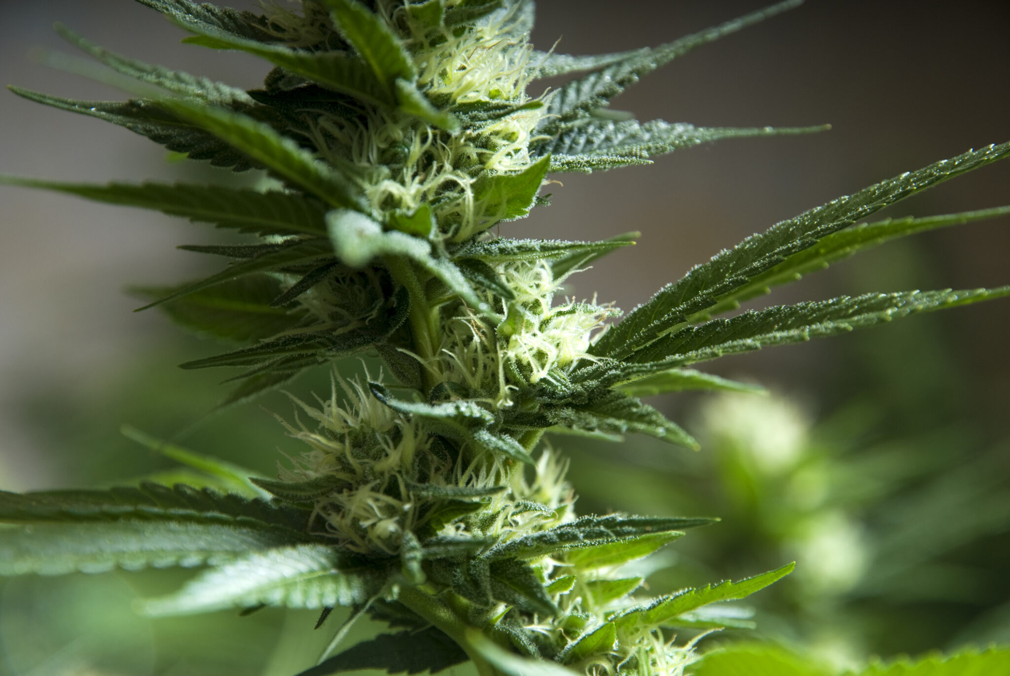 Featured image for Federal Reclassification of Marijuana Sparks State-Level Changes and Industry Impact