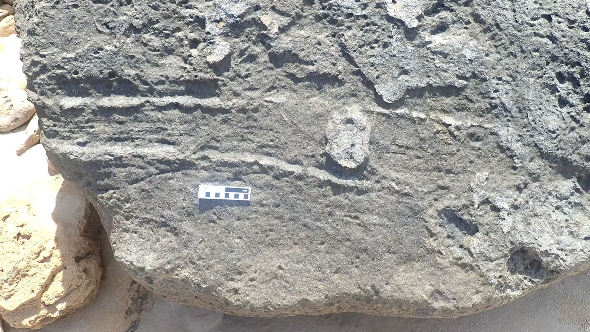 Featured image for Fossil of Fuzzy Elephant Relative with Unique 'Butt Drag' Found in South Africa