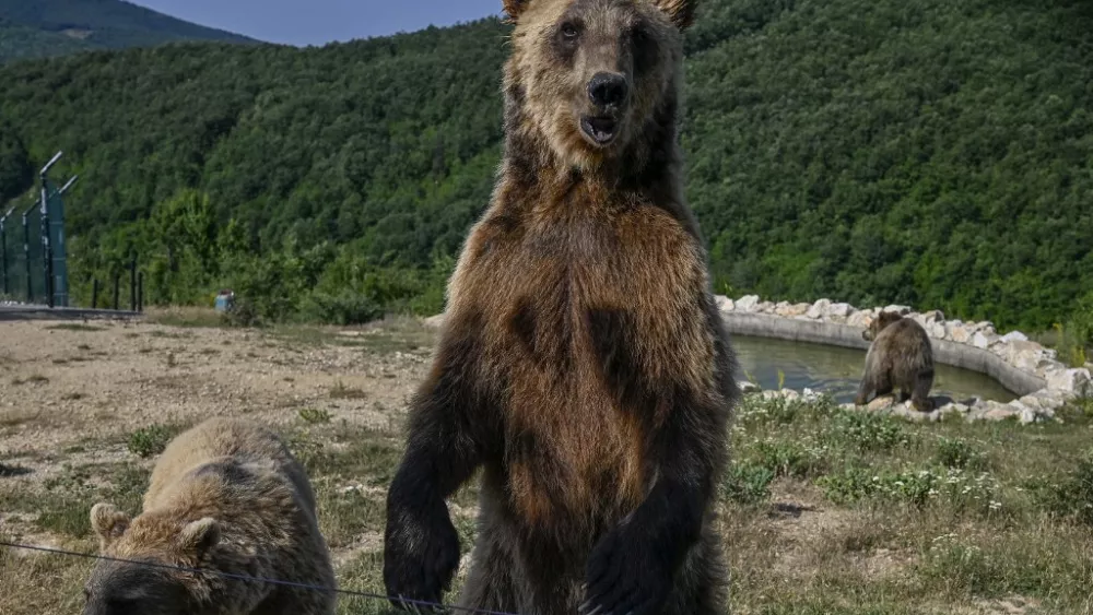 Featured image for Italy grapples with fate of bear that killed jogger in the Alps