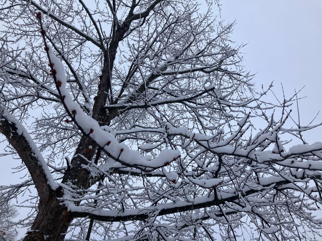 Featured image for Northeast Ohio and Cincinnati brace for significant winter storms and cold