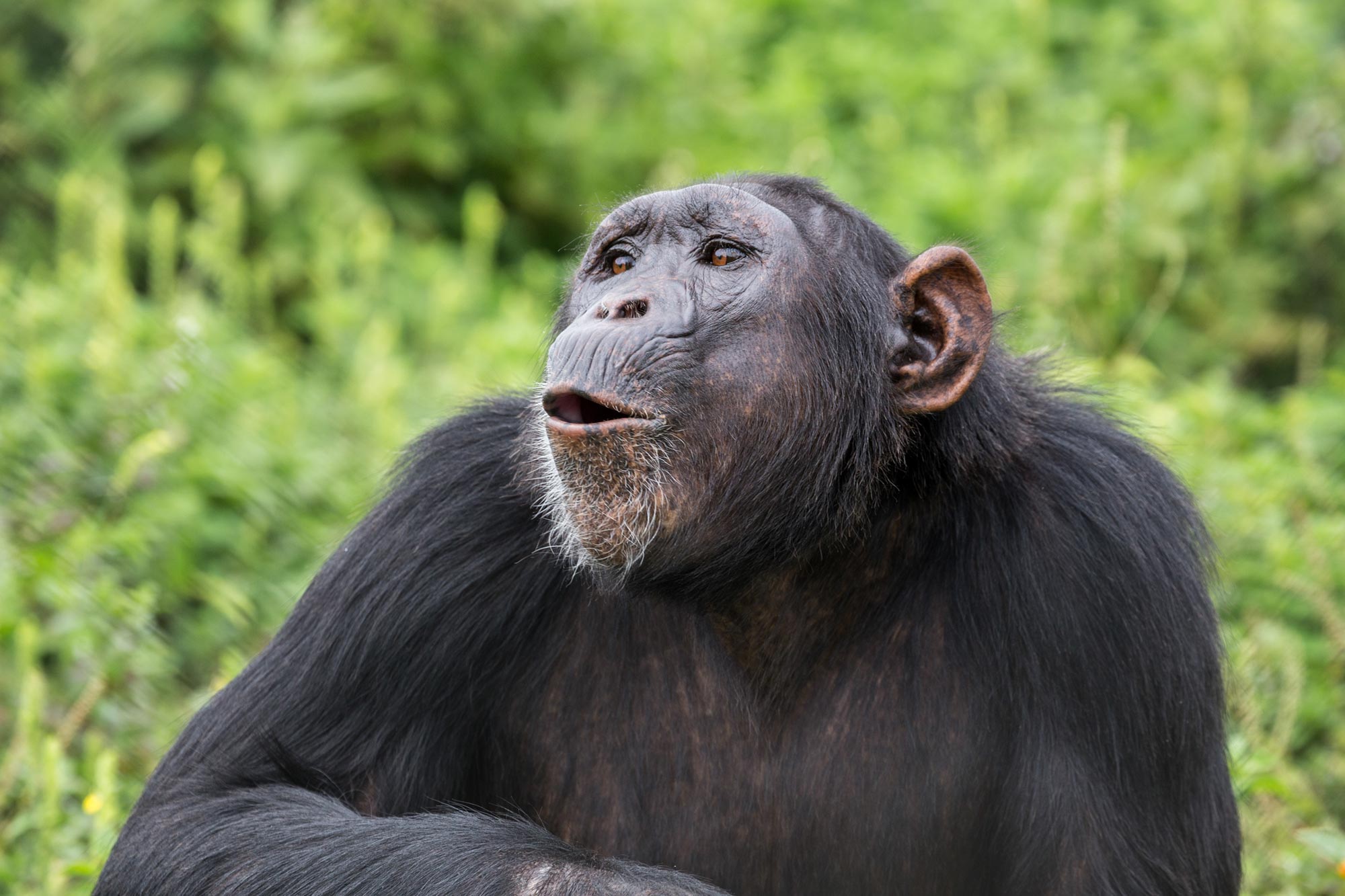 Featured image for Chimp Calls Elicit Unique Brain Response in Humans
