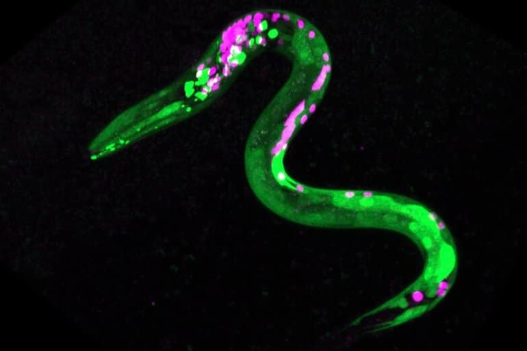 Featured image for Worms exhibit cannabis-induced munchies, study finds.