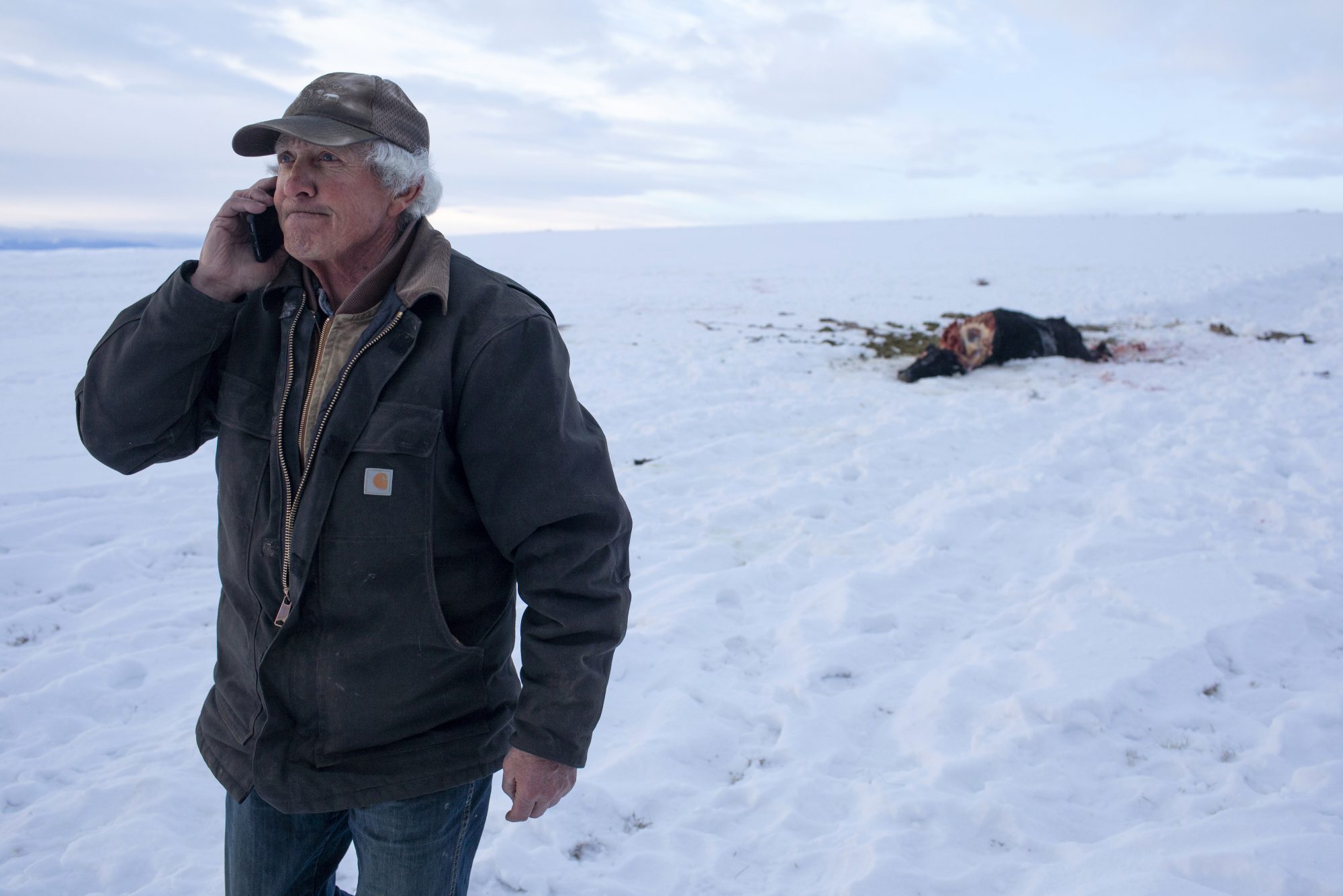 Featured image for Legal Battle Threatens Colorado's Wolf Reintroduction Plan