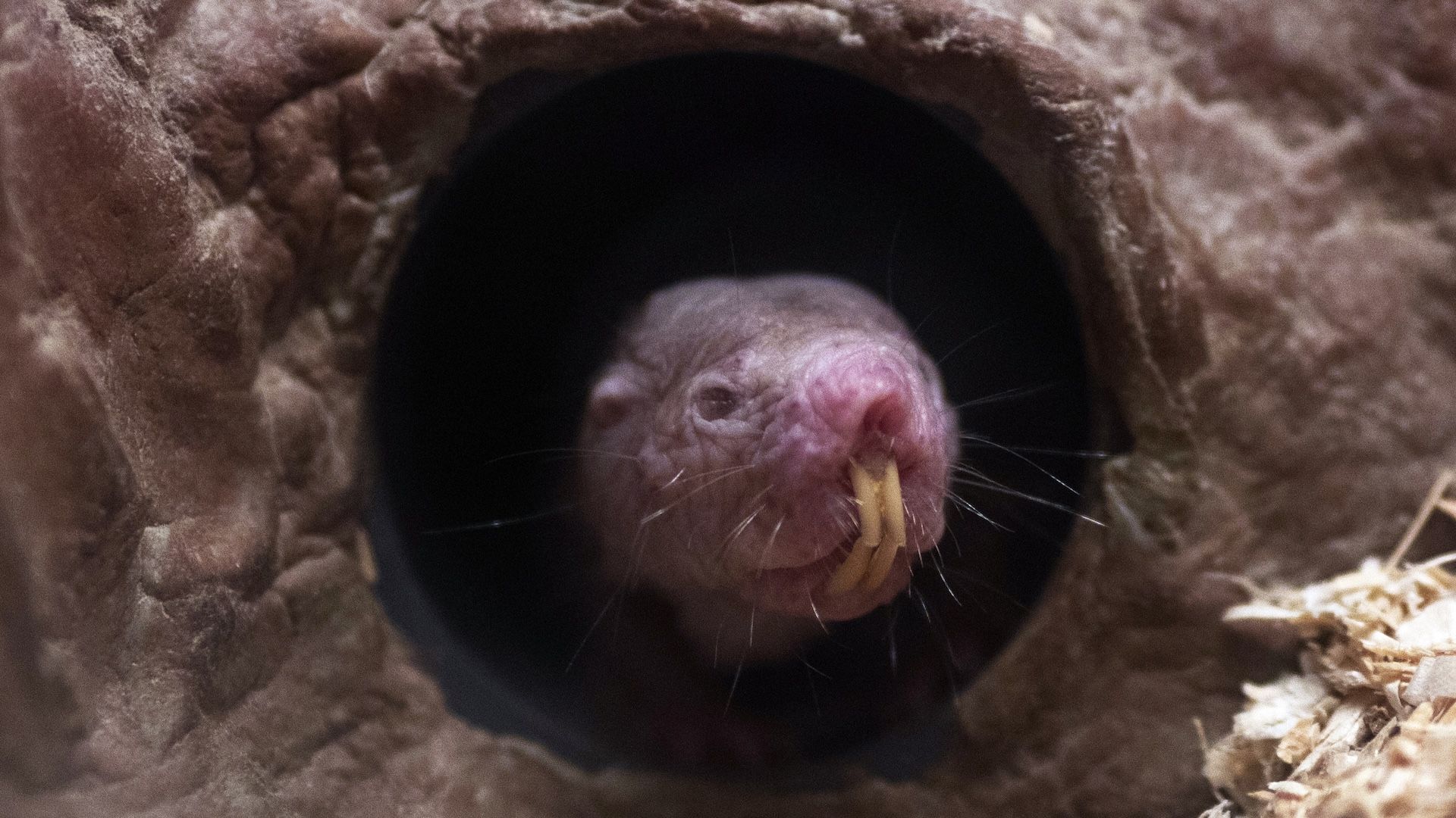 Featured image for Naked Mole Rats Assigned as Toilet Cleaners, Study Finds