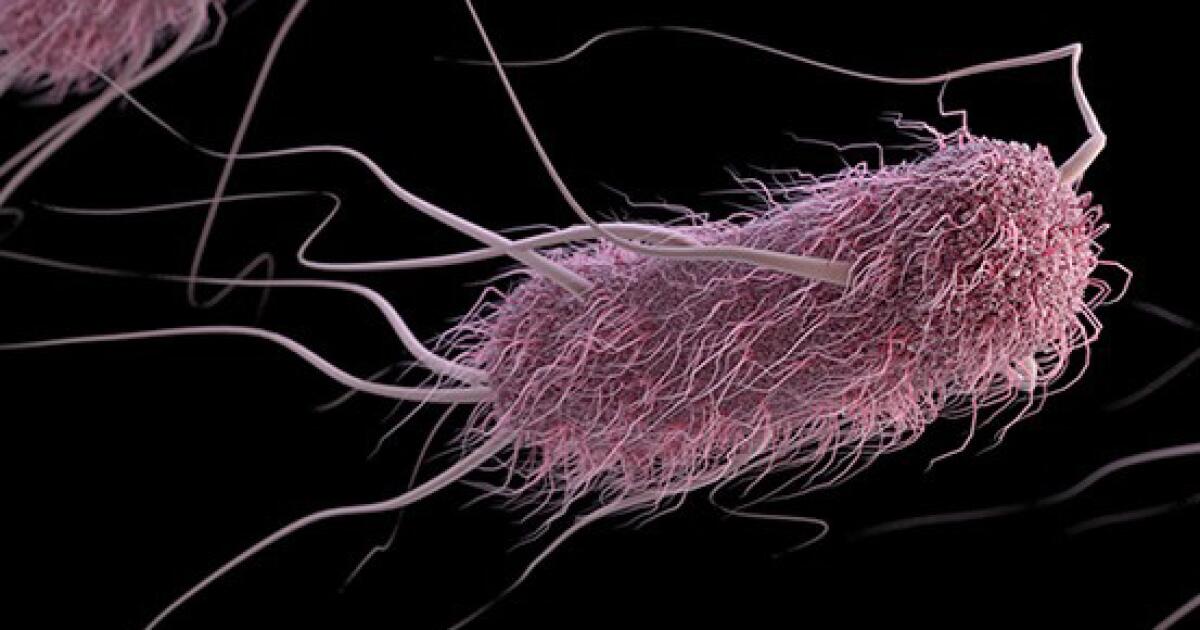 Featured image for Contaminated Meat Responsible for 1 in 5 UTIs, Study Finds