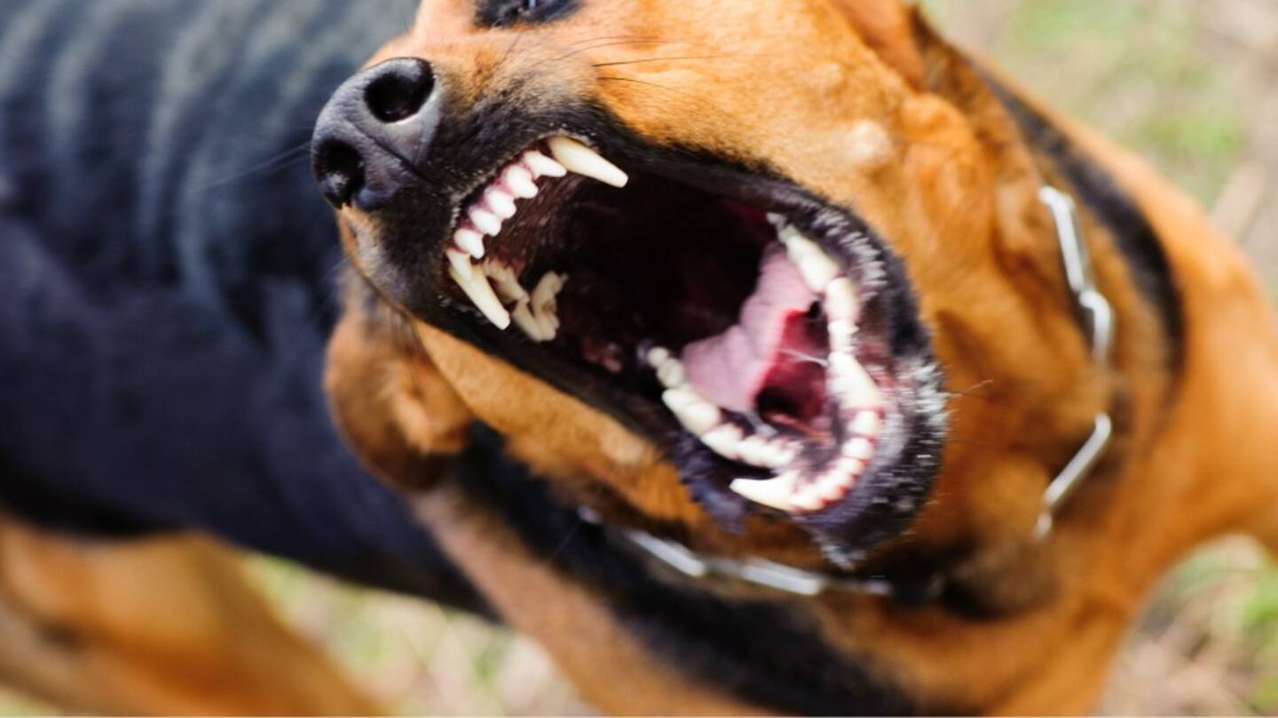 Featured image for USPS Issues Warning as Local City Ranks in Top 20 for Dog Attacks on Postal Workers.